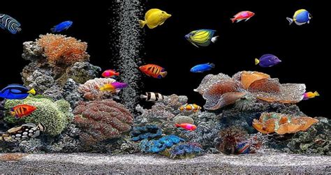 [TOMT][GAME] fish game from early 2000s : r/tipofmytongue.
